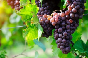 Les raisins de la vigne, vertus et recettes